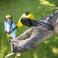 Best Tree and Shrub Care  in Chillicothe, MO